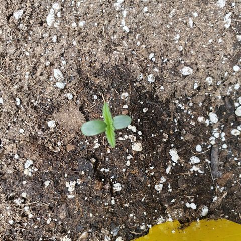 Epsilon growlog timeline photo