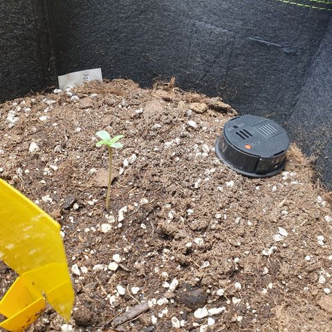 Epsilon growlog timeline photo