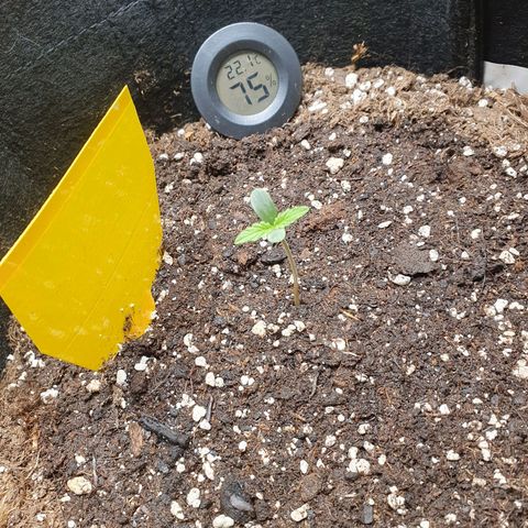 Epsilon growlog timeline photo