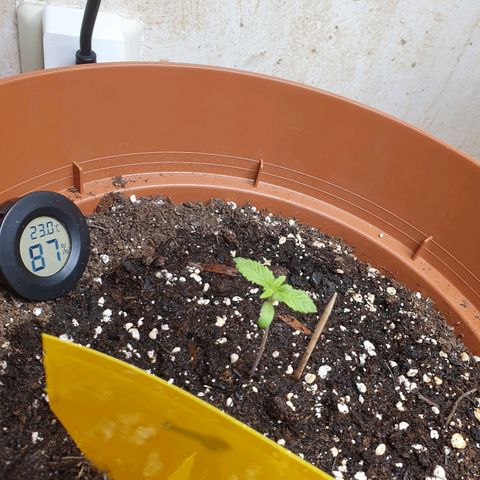 Wedding Cake growlog timeline photo