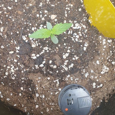 Epsilon growlog timeline photo
