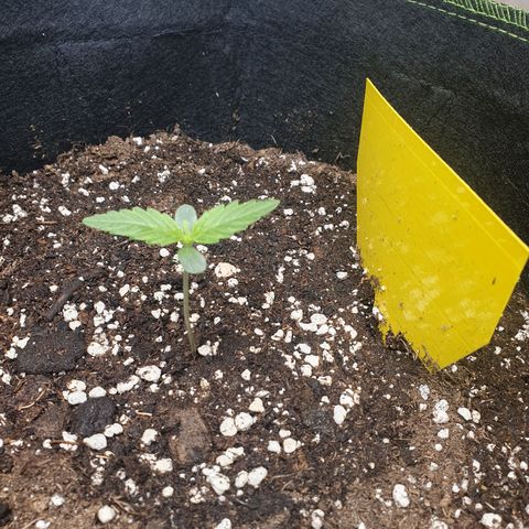 Epsilon growlog timeline photo