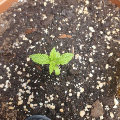 Wedding Cake growlog timeline photo