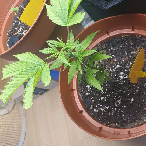Geile Geli growlog timeline photo