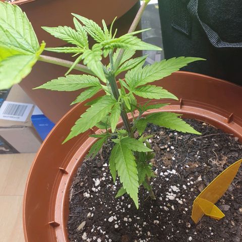 Geile Geli growlog timeline photo