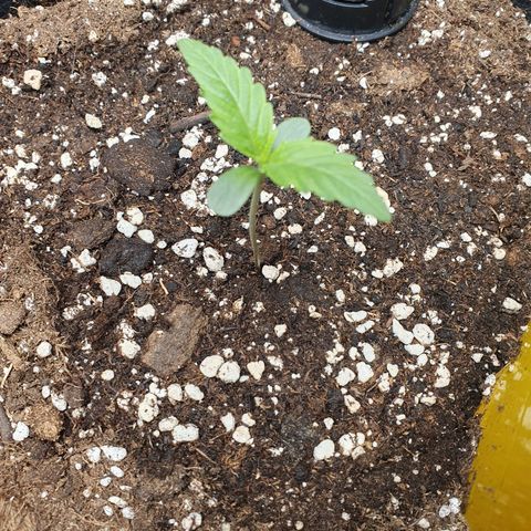 Epsilon growlog timeline photo