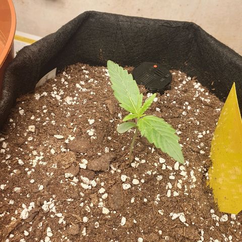 Epsilon growlog timeline photo