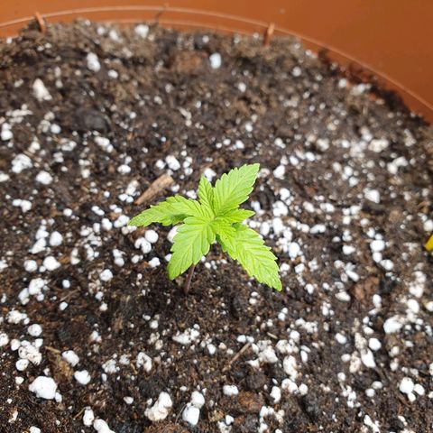 Wedding Cake growlog timeline photo