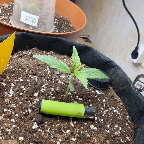 Epsilon growlog timeline photo