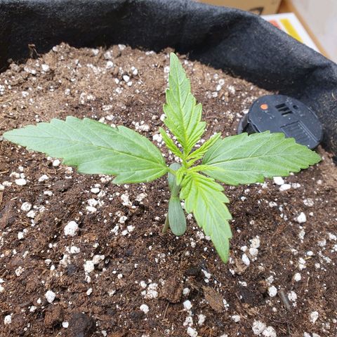 Epsilon growlog timeline photo