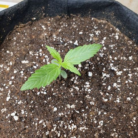 Epsilon growlog timeline photo