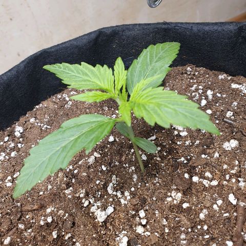 Epsilon growlog timeline photo