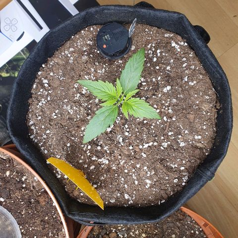 Epsilon growlog timeline photo
