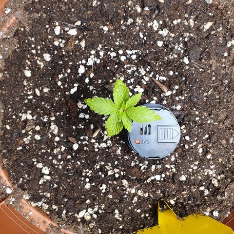 Wedding Cake growlog timeline photo