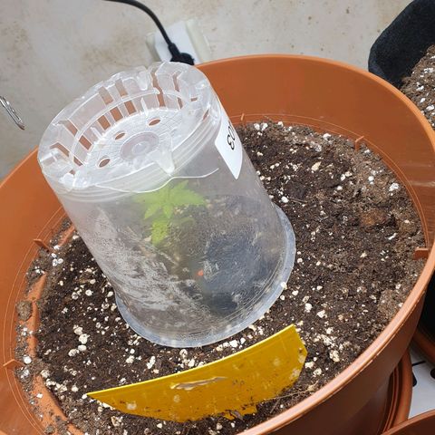 Wedding Cake growlog timeline photo