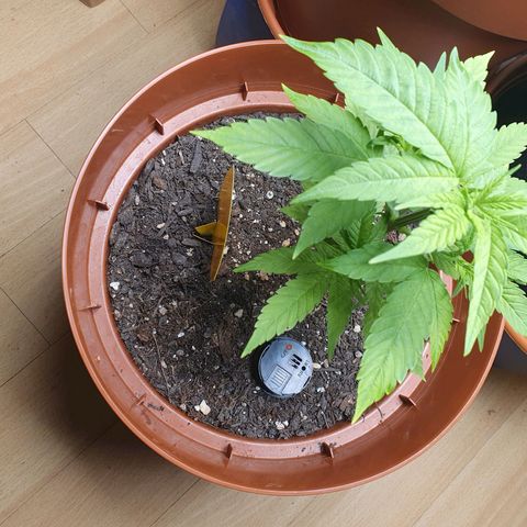 Geile Geli growlog timeline photo