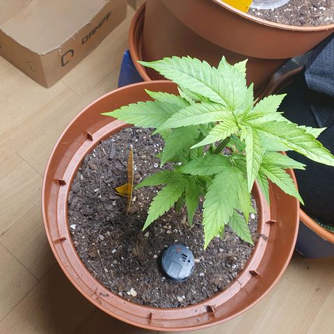 Geile Geli growlog timeline photo