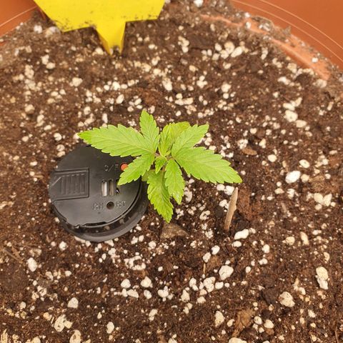 Wedding Cake growlog timeline photo