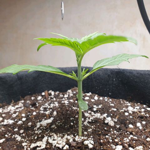 Epsilon growlog timeline photo