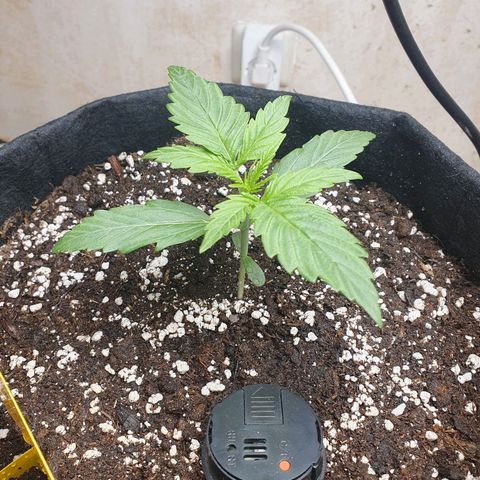 Epsilon growlog timeline photo