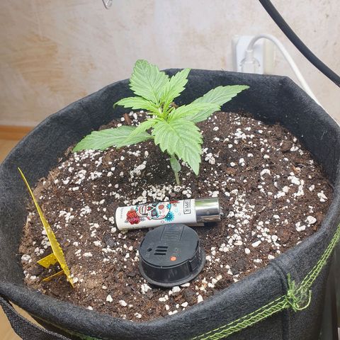 Epsilon growlog timeline photo