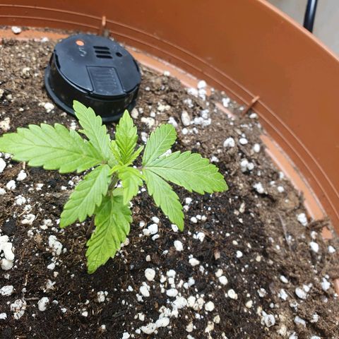 Wedding Cake growlog timeline photo