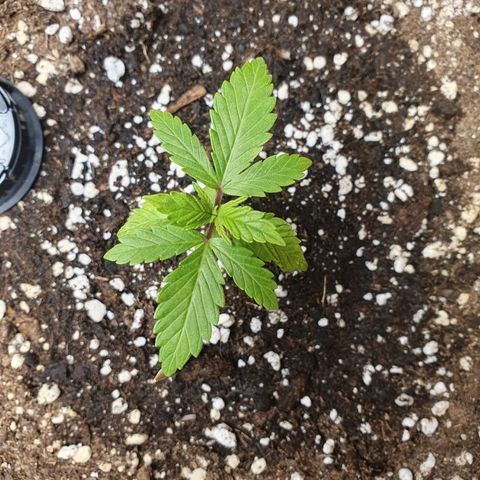 Wedding Cake growlog timeline photo