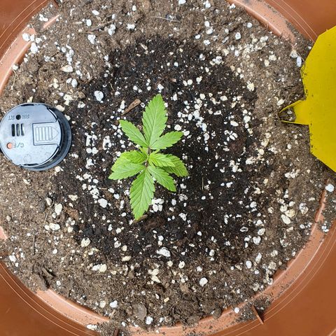 Wedding Cake growlog timeline photo