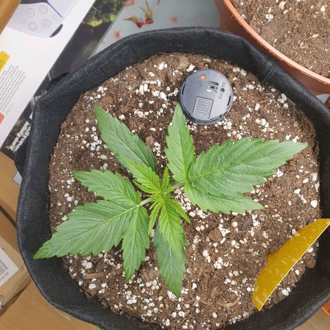 Epsilon growlog timeline photo