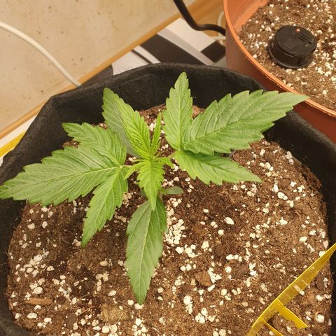 Epsilon growlog timeline photo