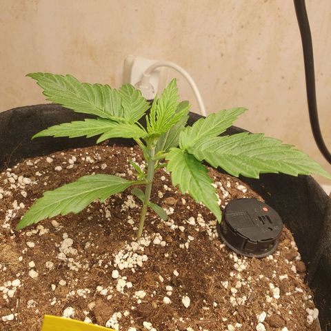 Epsilon growlog timeline photo