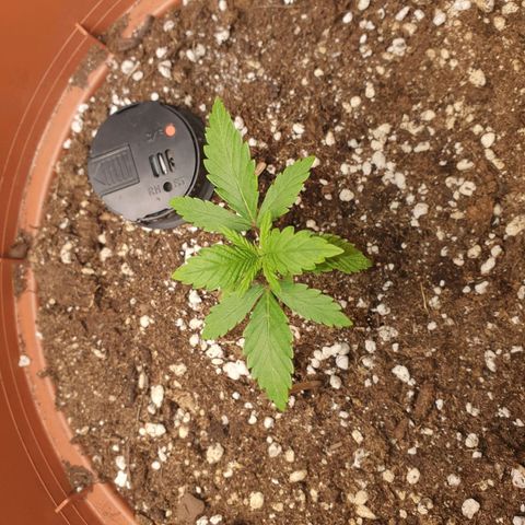 Wedding Cake growlog timeline photo