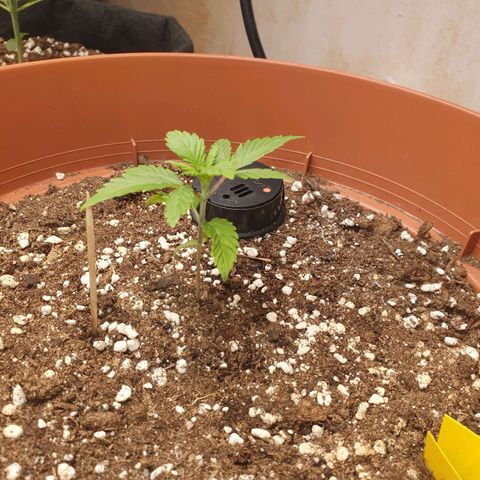 Wedding Cake growlog timeline photo