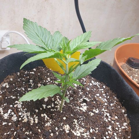Epsilon growlog timeline photo
