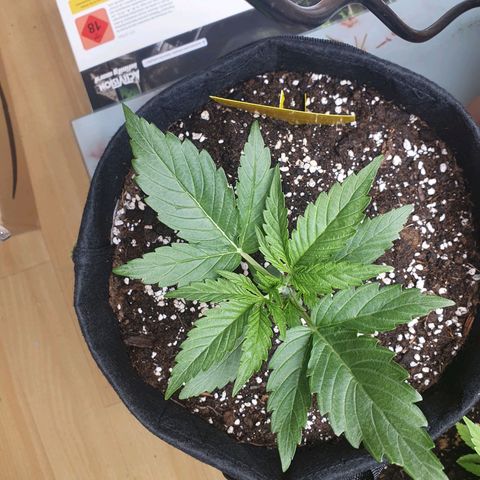 Epsilon growlog timeline photo