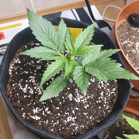 Epsilon growlog timeline photo