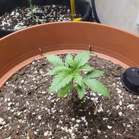 Wedding Cake growlog timeline photo