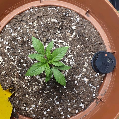 Wedding Cake growlog timeline photo