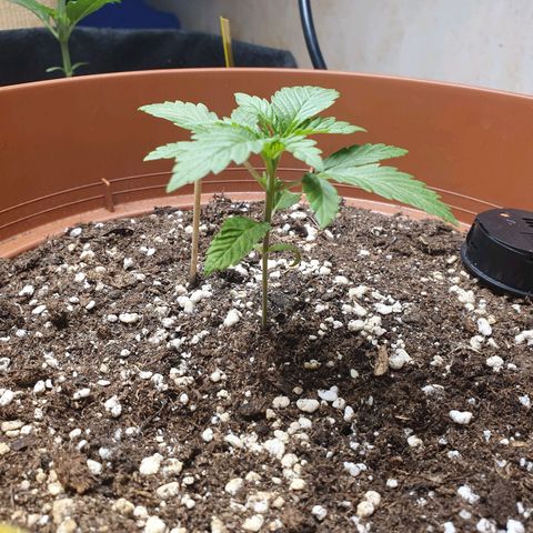 Wedding Cake growlog timeline photo