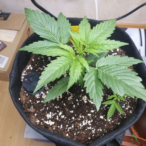 Epsilon growlog timeline photo