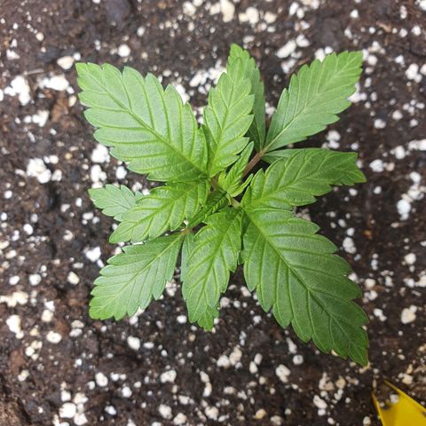 Wedding Cake growlog timeline photo