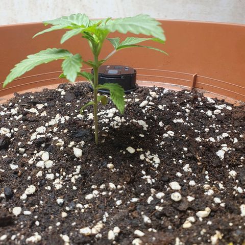 Wedding Cake growlog timeline photo