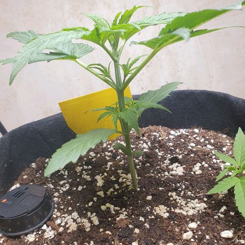 Epsilon growlog timeline photo