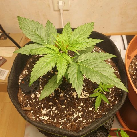 Epsilon growlog timeline photo