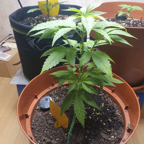 Geile Geli growlog timeline photo