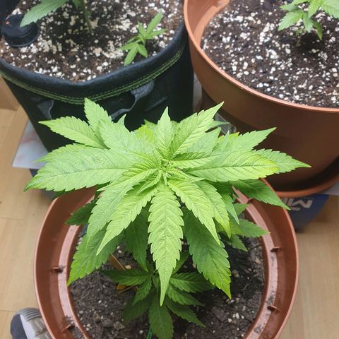 Geile Geli growlog timeline photo