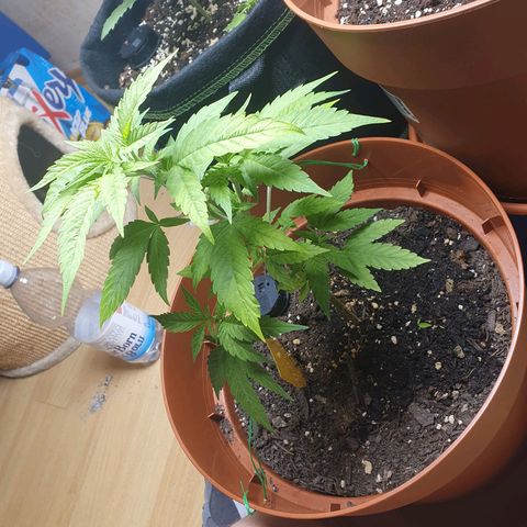 Geile Geli growlog timeline photo