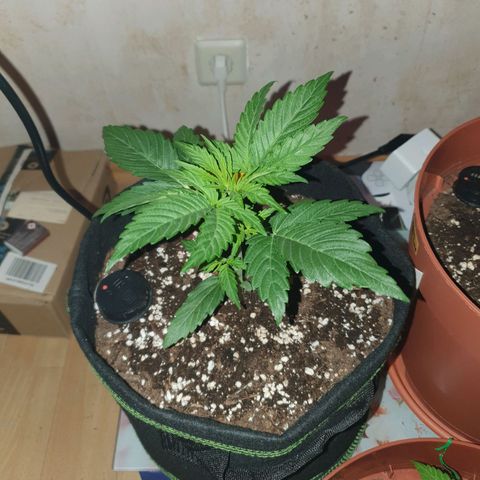 Epsilon growlog timeline photo