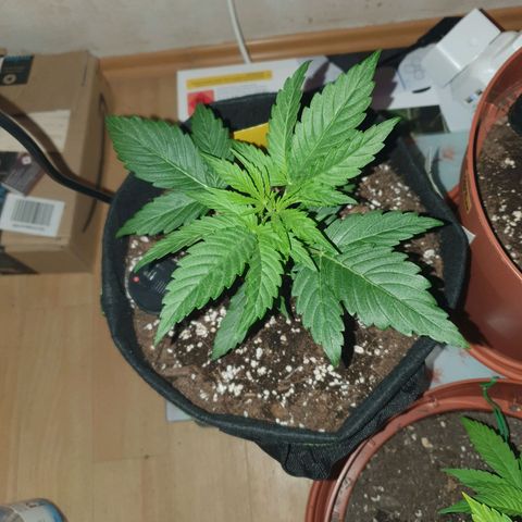Epsilon growlog timeline photo