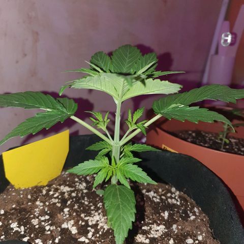 Epsilon growlog timeline photo